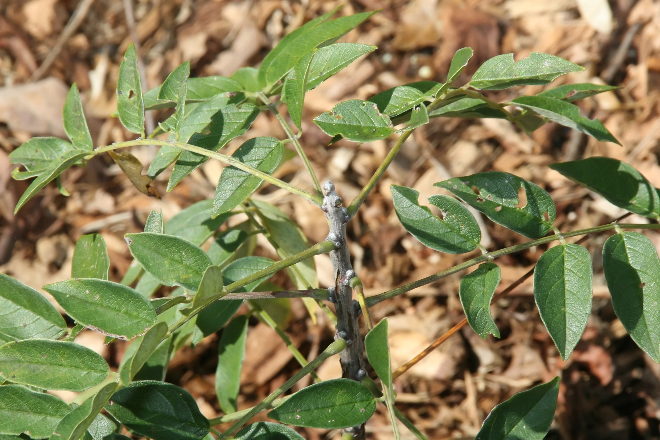 American Wisteria (Wisteria frutescens) - PlantNative.org American Wisteria (Wisteria frutescens) cascading violet-blue flower clusters