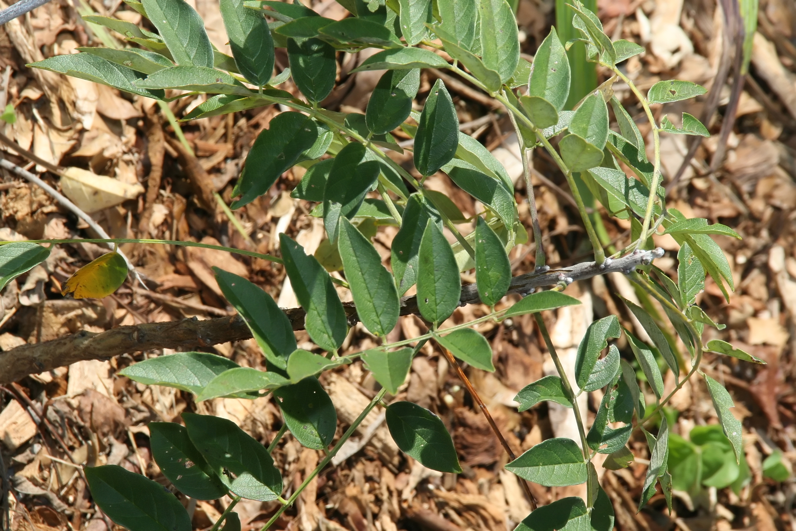 American Wisteria (Wisteria frutescens) - PlantNative.org American Wisteria (Wisteria frutescens) compound leaves and vine stem