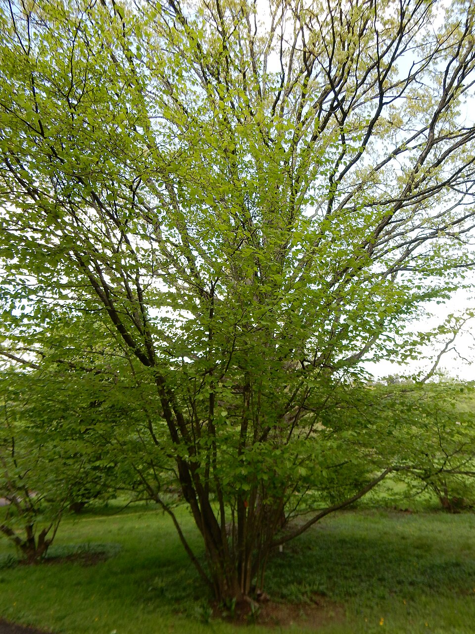 Witch Hazel (Hamamelis virginiana) showing golden yellow ribbon-like petals blooming in autumn after leaves have fallen
