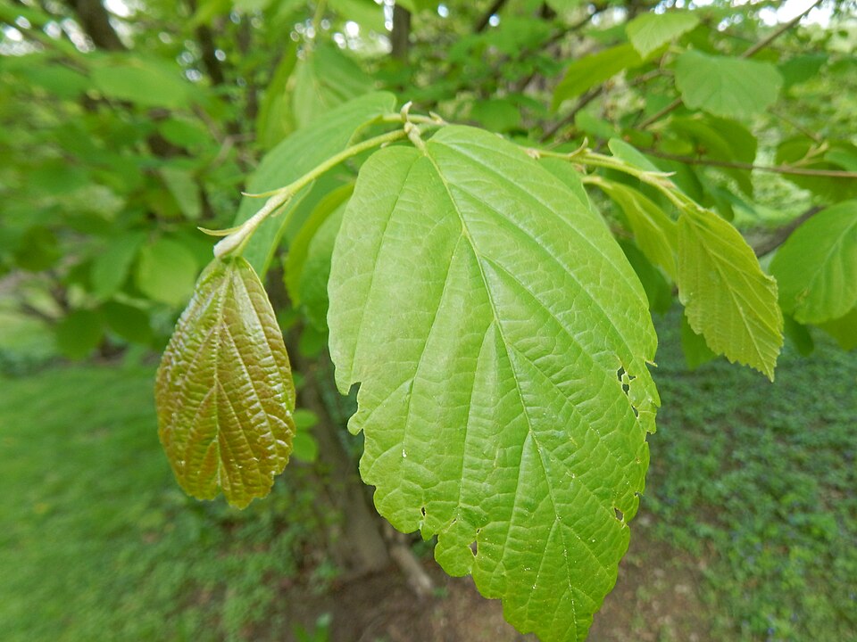 Witch Hazel (Hamamelis virginiana) showing yellow ribbon-like flowers on bare branches in autumn