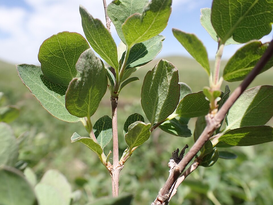 Wolfberry (Symphoricarpos occidentalis) showing clusters of white berries and dense shrub foliage