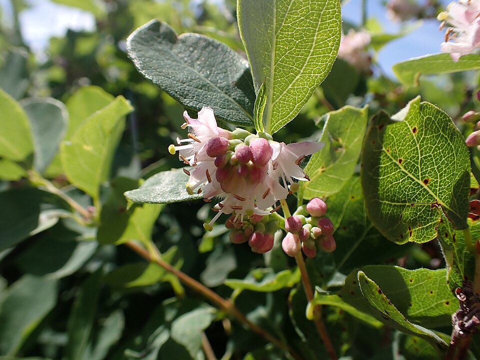Wolfberry (Symphoricarpos occidentalis) shrub showing flowers and early berries in summer