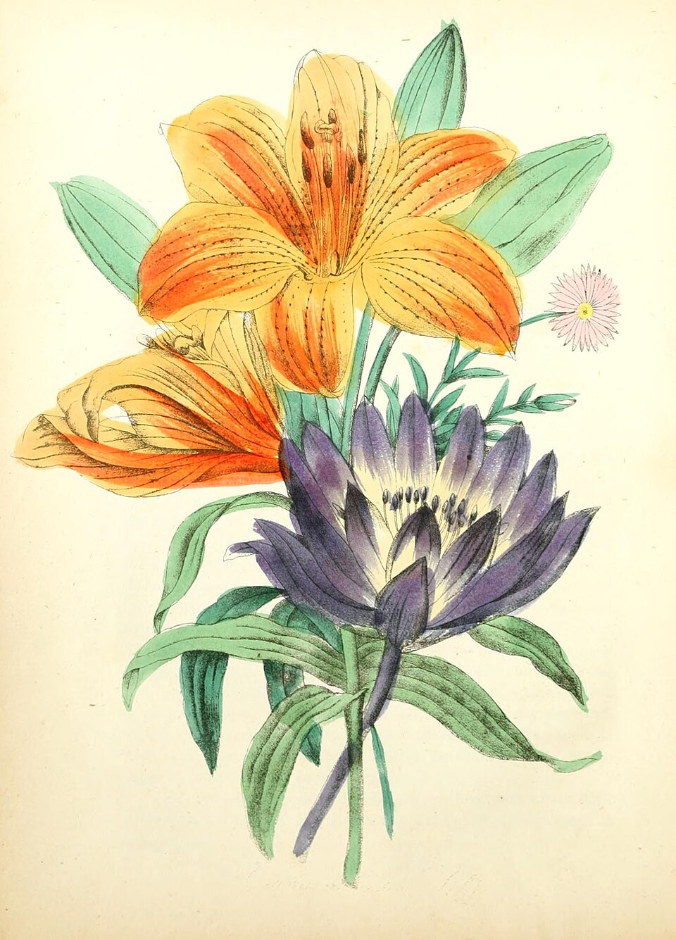 Wood Lily (Lilium philadelphicum): Native Plant Guide - PlantNative.org Historical botanical illustration of Wood Lily (Lilium philadelphicum) showing detailed plant structure and flower anatomy