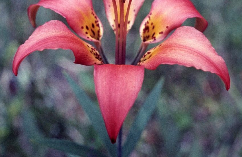 wood lily flower