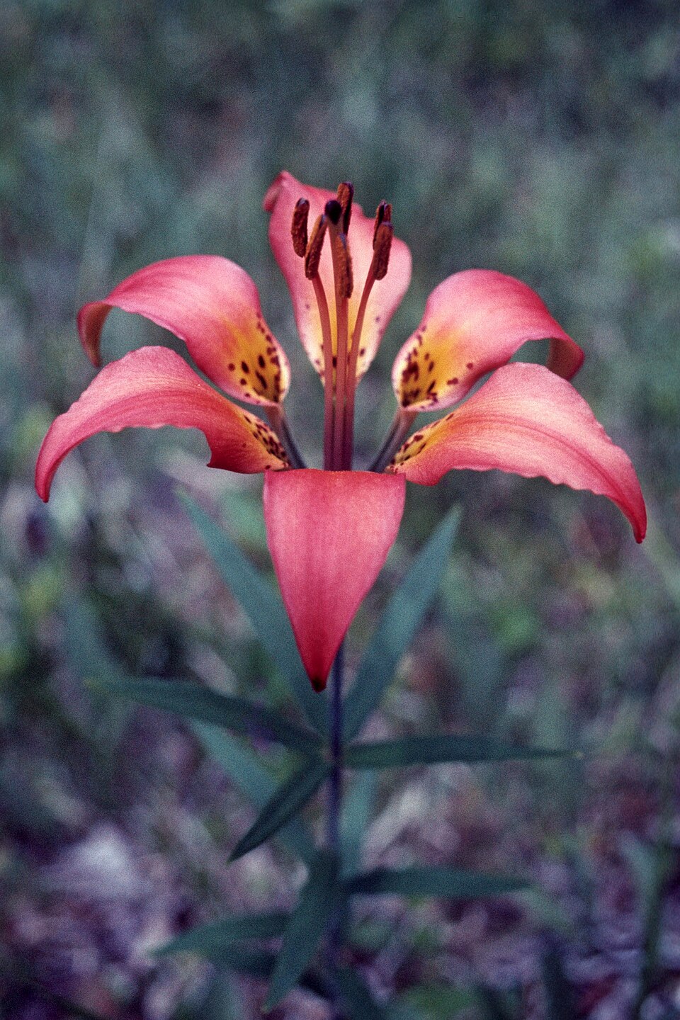 Wood Lily (Lilium philadelphicum): Native Plant Guide - PlantNative.org Wood Lily (Lilium philadelphicum) showing bright orange-red flowers with dark purple spots and prominent stamens