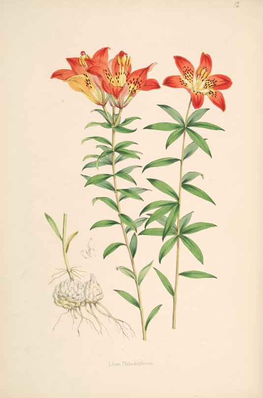 Wood Lily (Lilium philadelphicum)