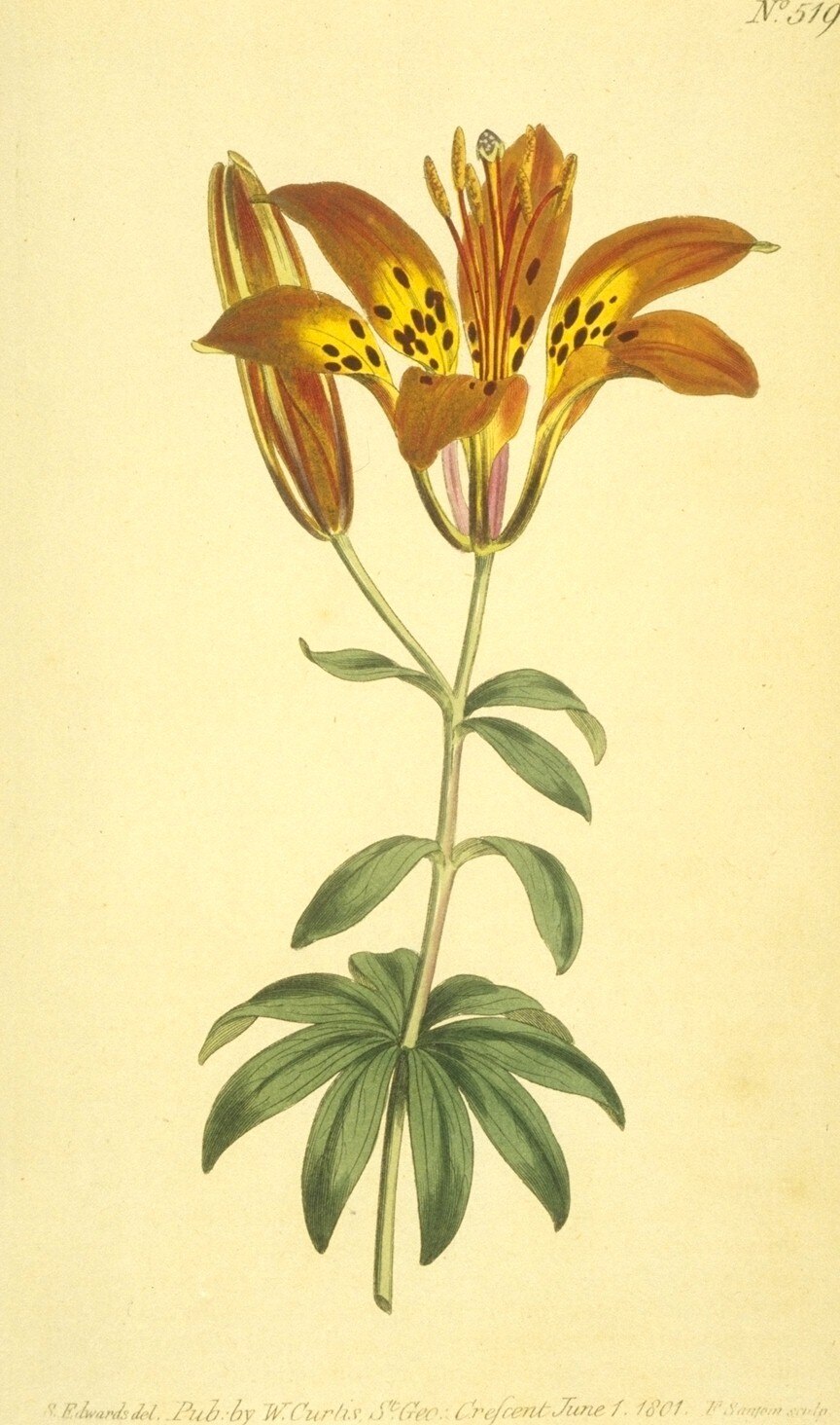 Wood Lily (Lilium philadelphicum) detail