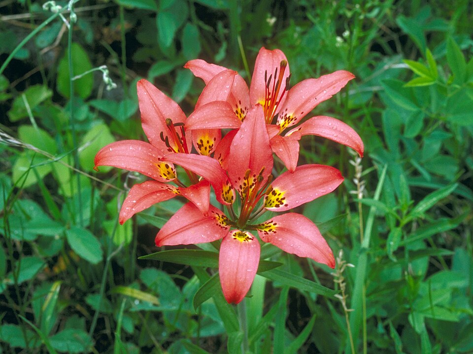 Wood Lily (Lilium philadelphicum) in landscape