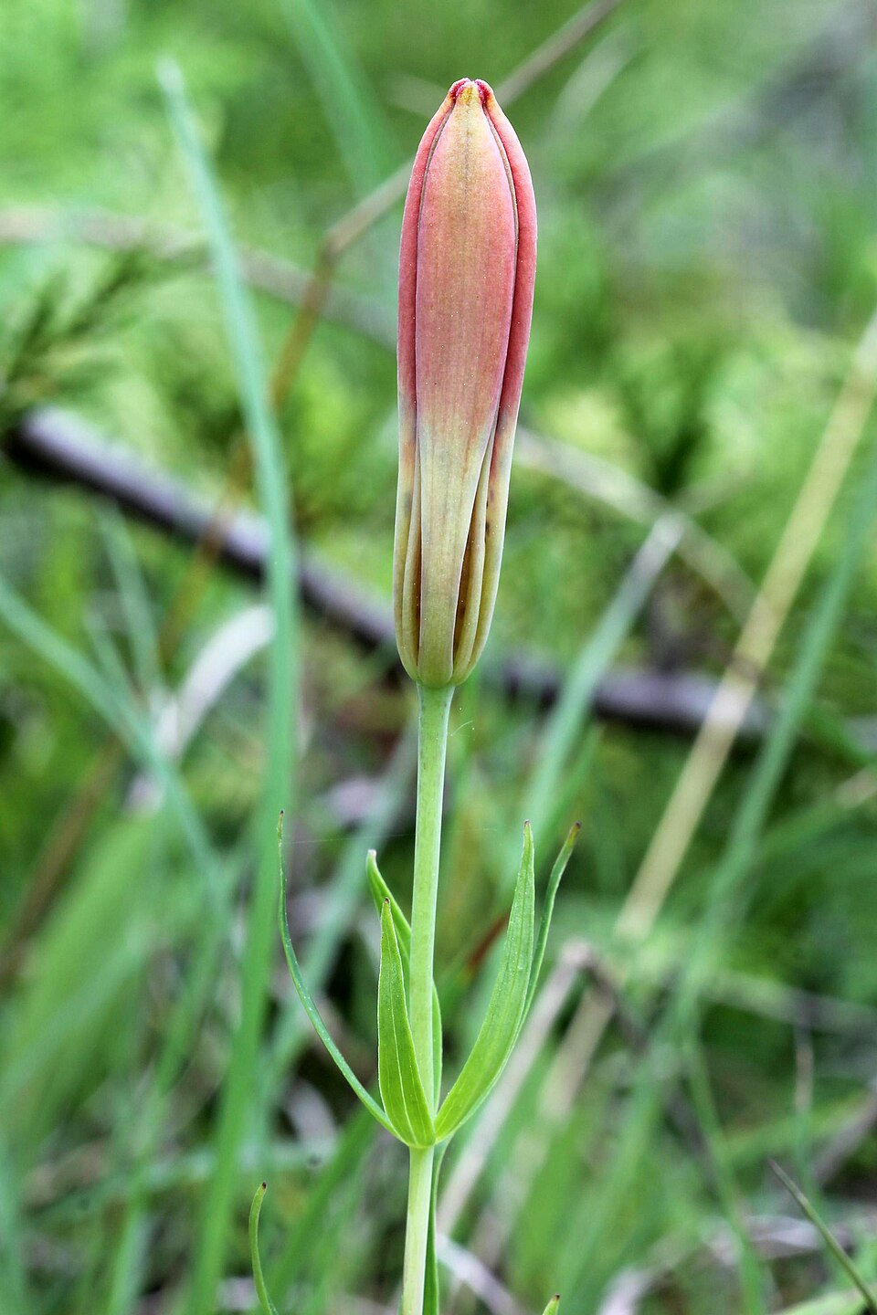 Wood Lily (Lilium philadelphicum): Native Plant Guide - PlantNative.org Wood Lily (Lilium philadelphicum) plant showing characteristic whorled leaves and upright growth habit in woodland setting
