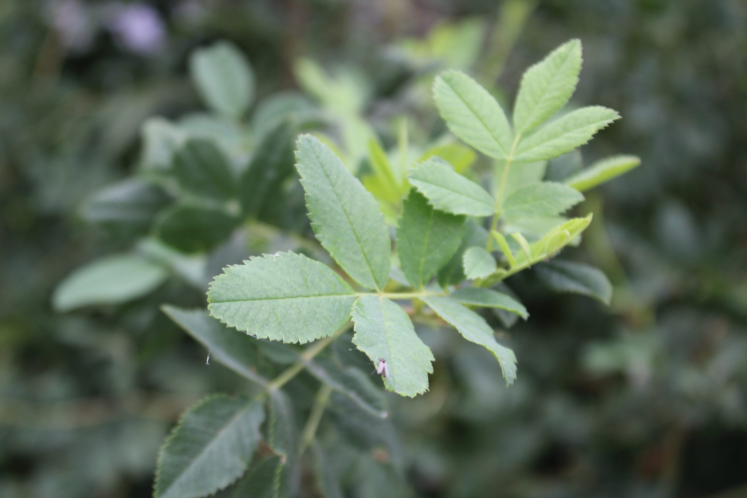 Wood Rose (Rosa woodsii)