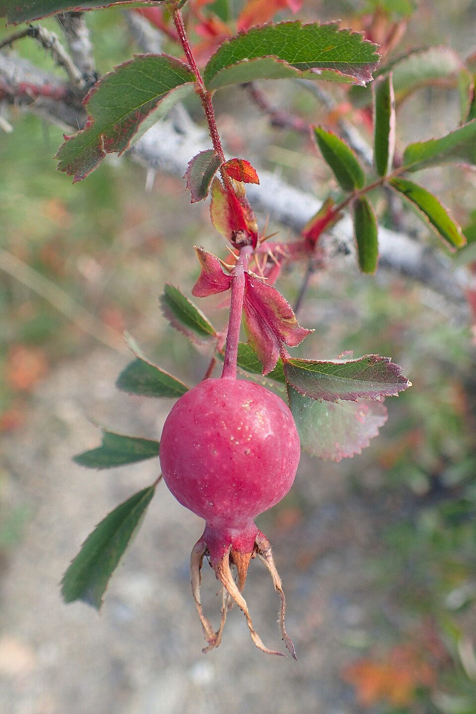 Rosa woodsii in natural habitat