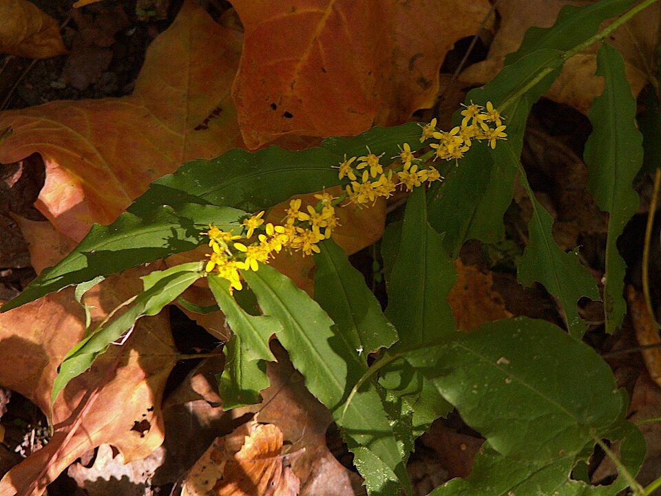 Wreath Goldenrod (Solidago caesia) - PlantNative.org Wreath Goldenrod (Solidago caesia) showing clusters of small yellow flowers emerging from leaf axils along arching stems in autumn