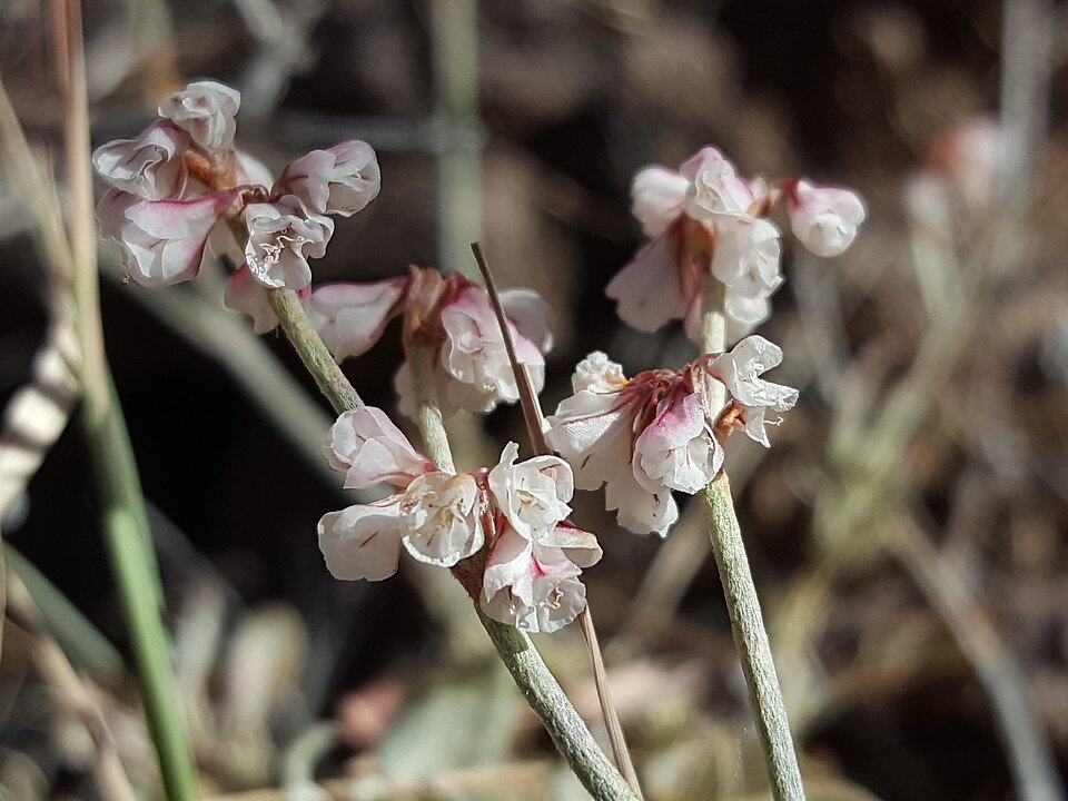 Wright Buckwheat (Eriogonum wrightii)