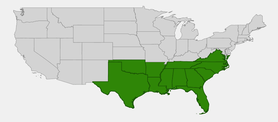Native range map of Yaupon Holly (Ilex vomitoria) in southeastern and south-central United States