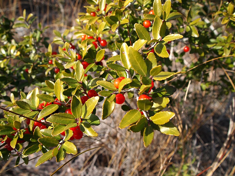 Yaupon Holly (Ilex vomitoria) branches showing small glossy leaves and clusters of persistent red berries in winter