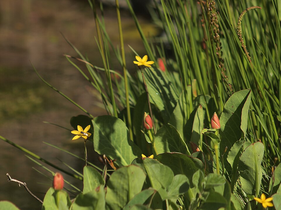 Sisyrinchium californicum plant photo