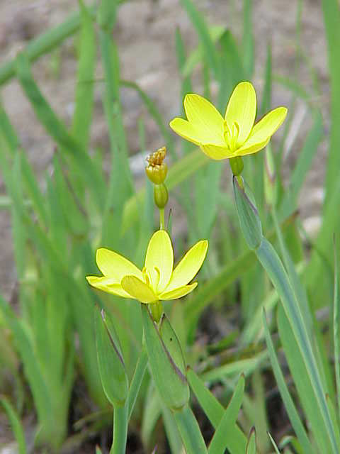 Sisyrinchium californicum plant detail