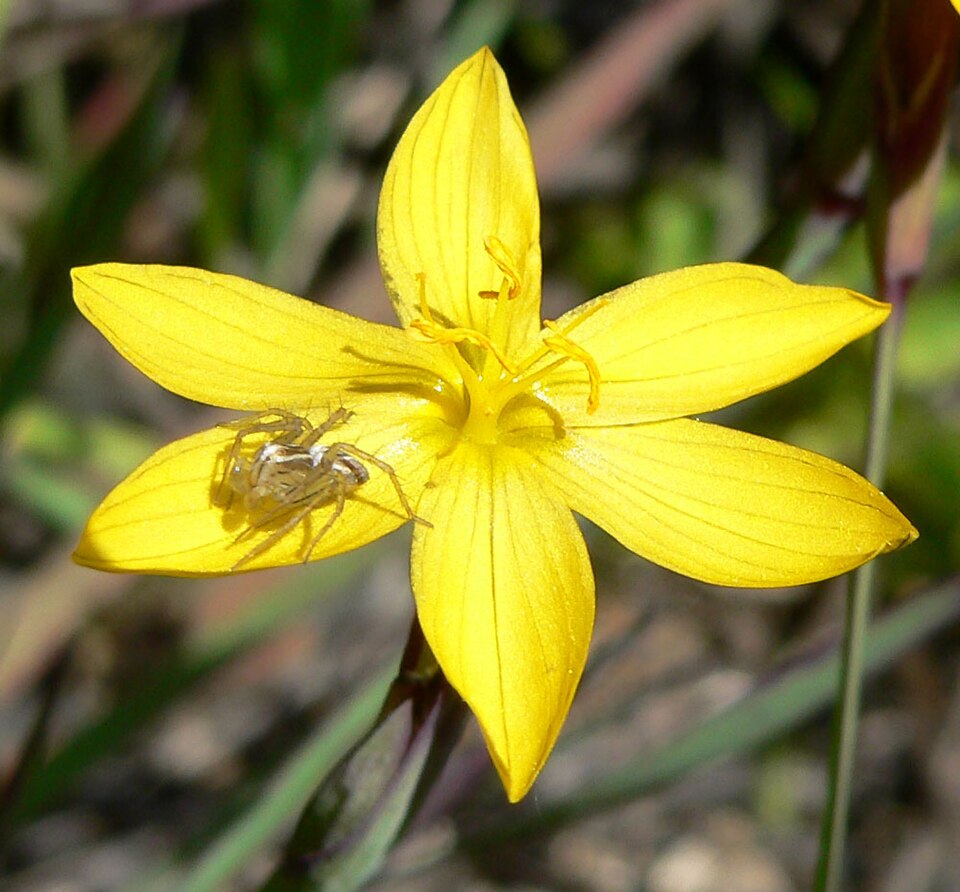 Sisyrinchium californicum habitat