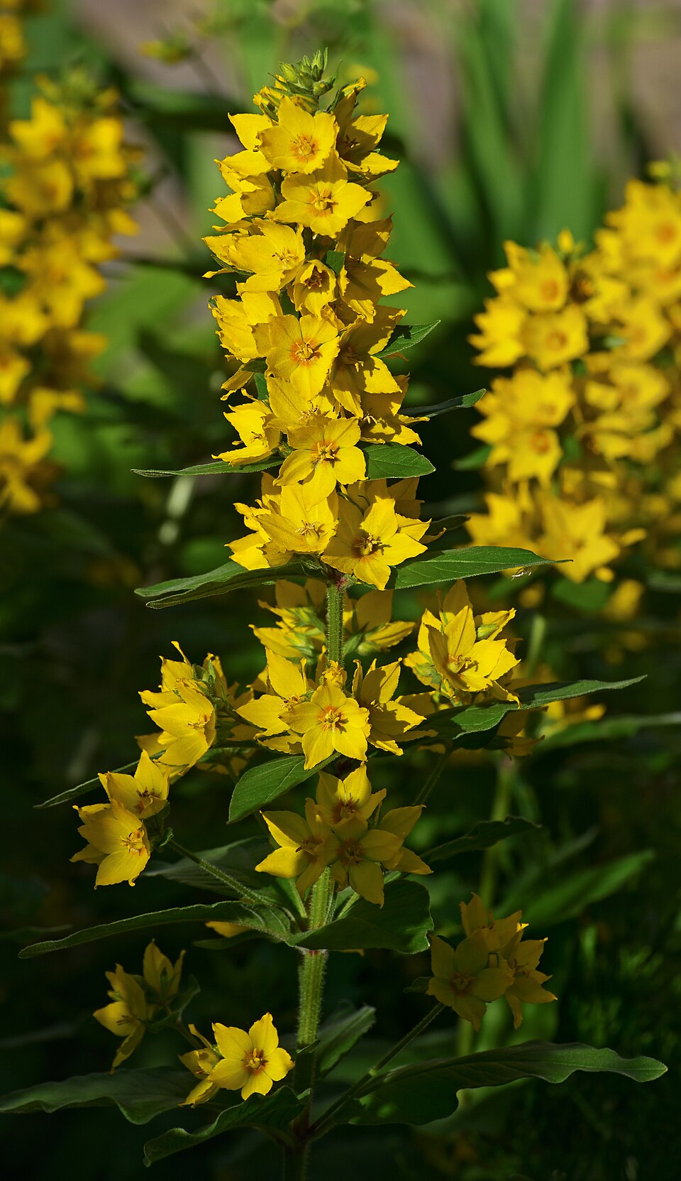 Yellow Loosestrife (Lysimachia punctata) - PlantNative.org Yellow Loosestrife (Lysimachia punctata) showing spikes of bright yellow star-shaped flowers and whorled leaves