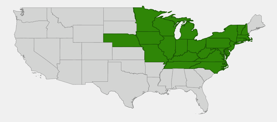 Distribution map of Yellow Loosestrife (Lysimachia punctata) in the United States showing naturalized range