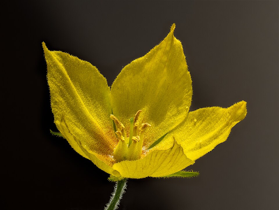 Yellow Loosestrife (Lysimachia punctata) - PlantNative.org Yellow Loosestrife (Lysimachia punctata) flower closeup showing bright yellow star-shaped petals with orange-red center detail
