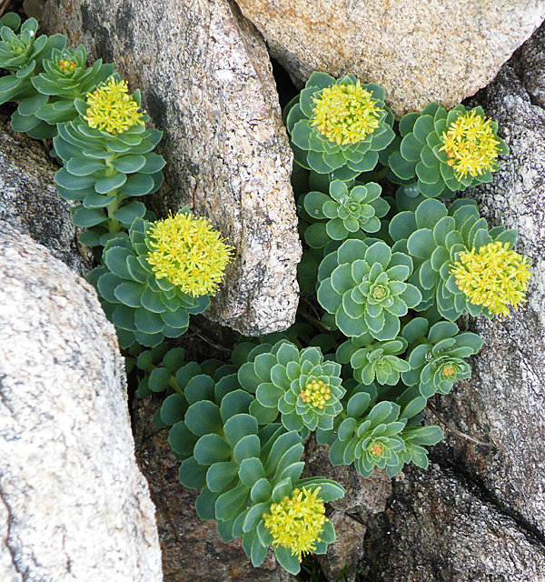 Yellow Sedum (Sedum rosea) flowering on rocky coastal headland in northern habitat