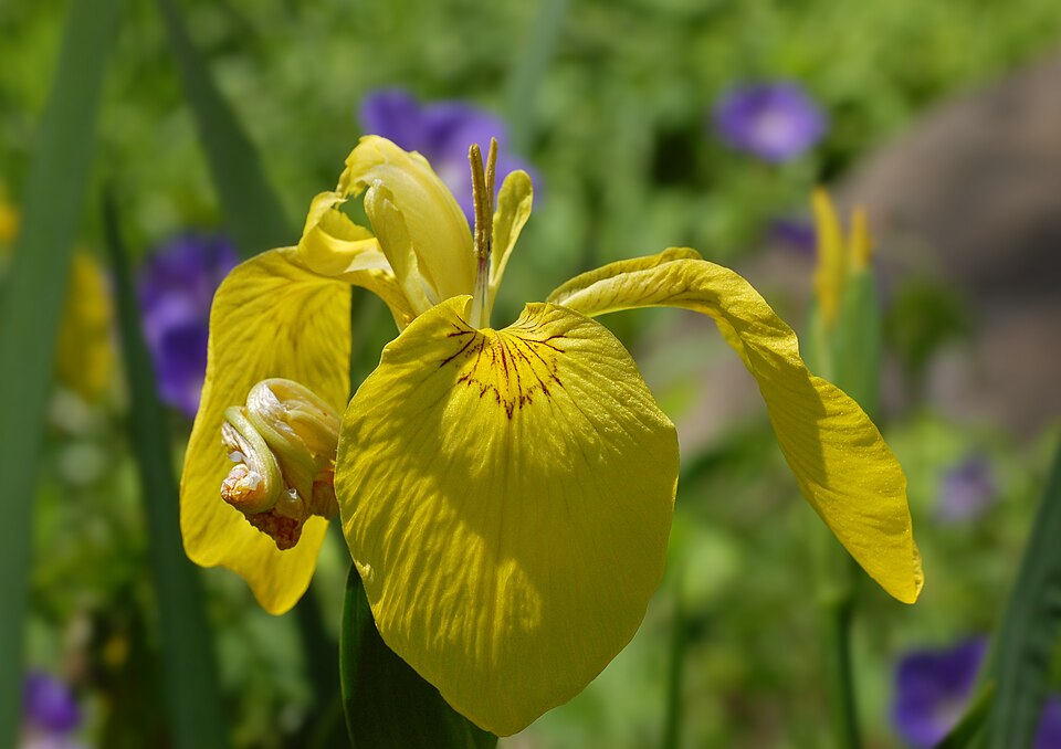 Yellow Water Iris (Iris pseudacorus) showing brilliant yellow flowers with fine dark pencil-marking veins along pond edge