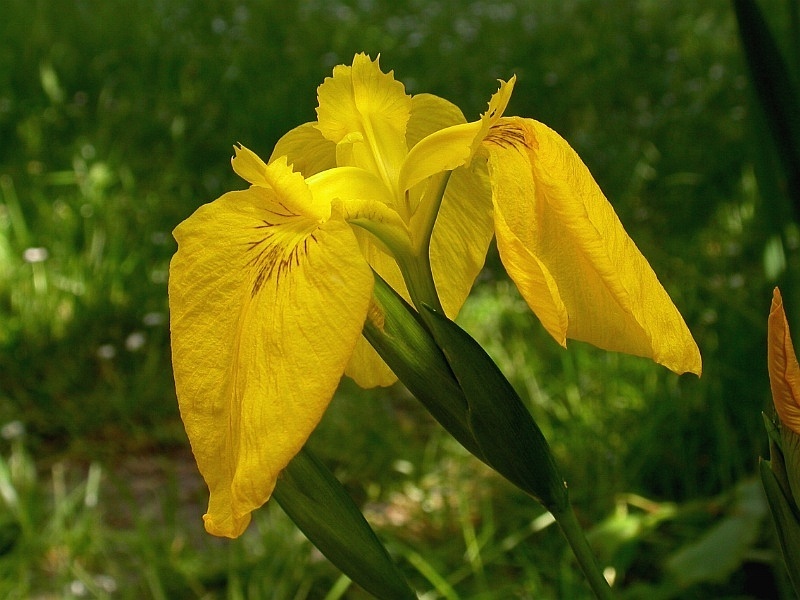 Yellow Water Iris (Iris pseudacorus) growing at water's edge showing the typical clumping habit and sword-like foliage