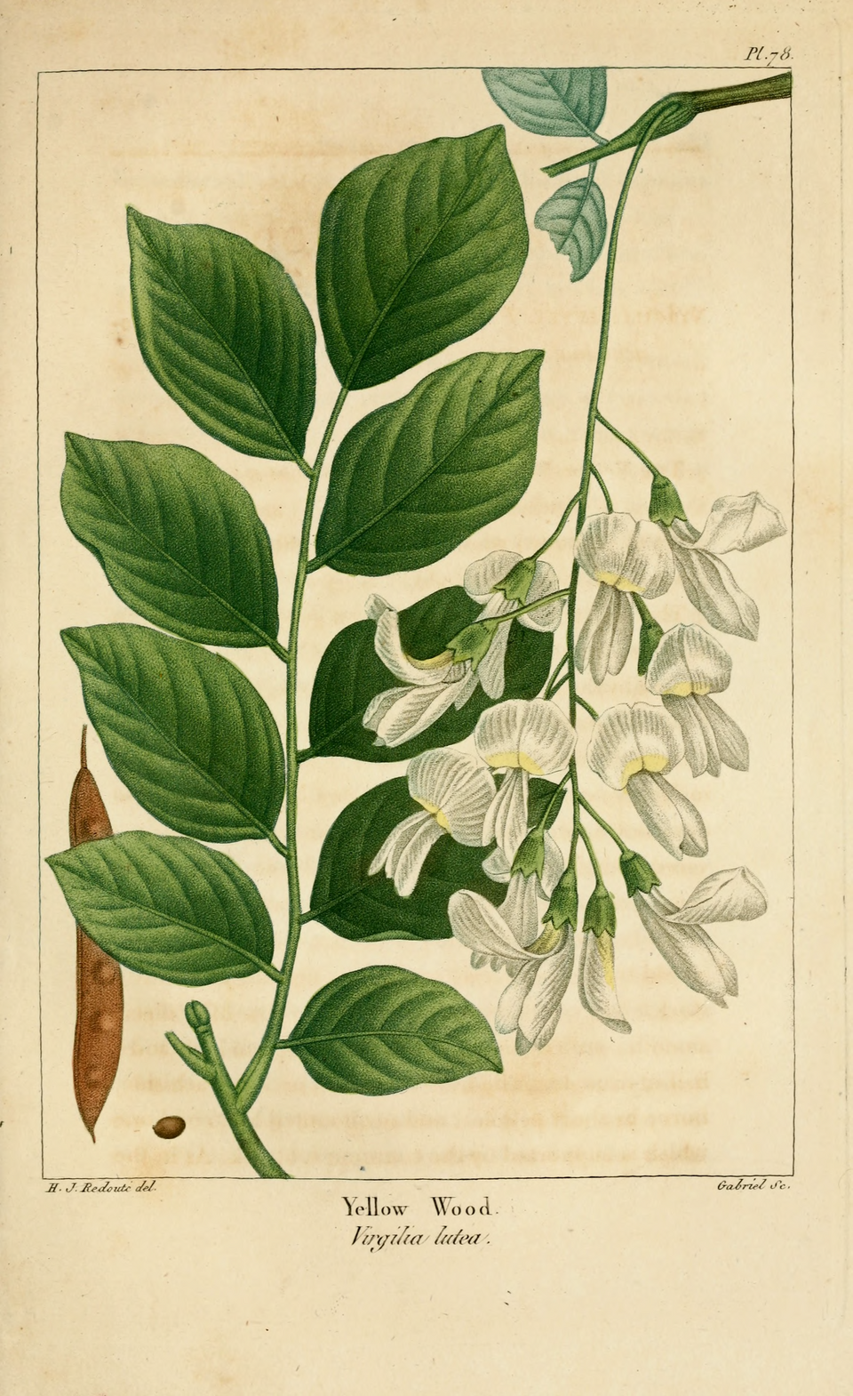 Historical botanical illustration of Yellowwood (Cladrastis kentuckea) showing flowers, leaves, and seed pods