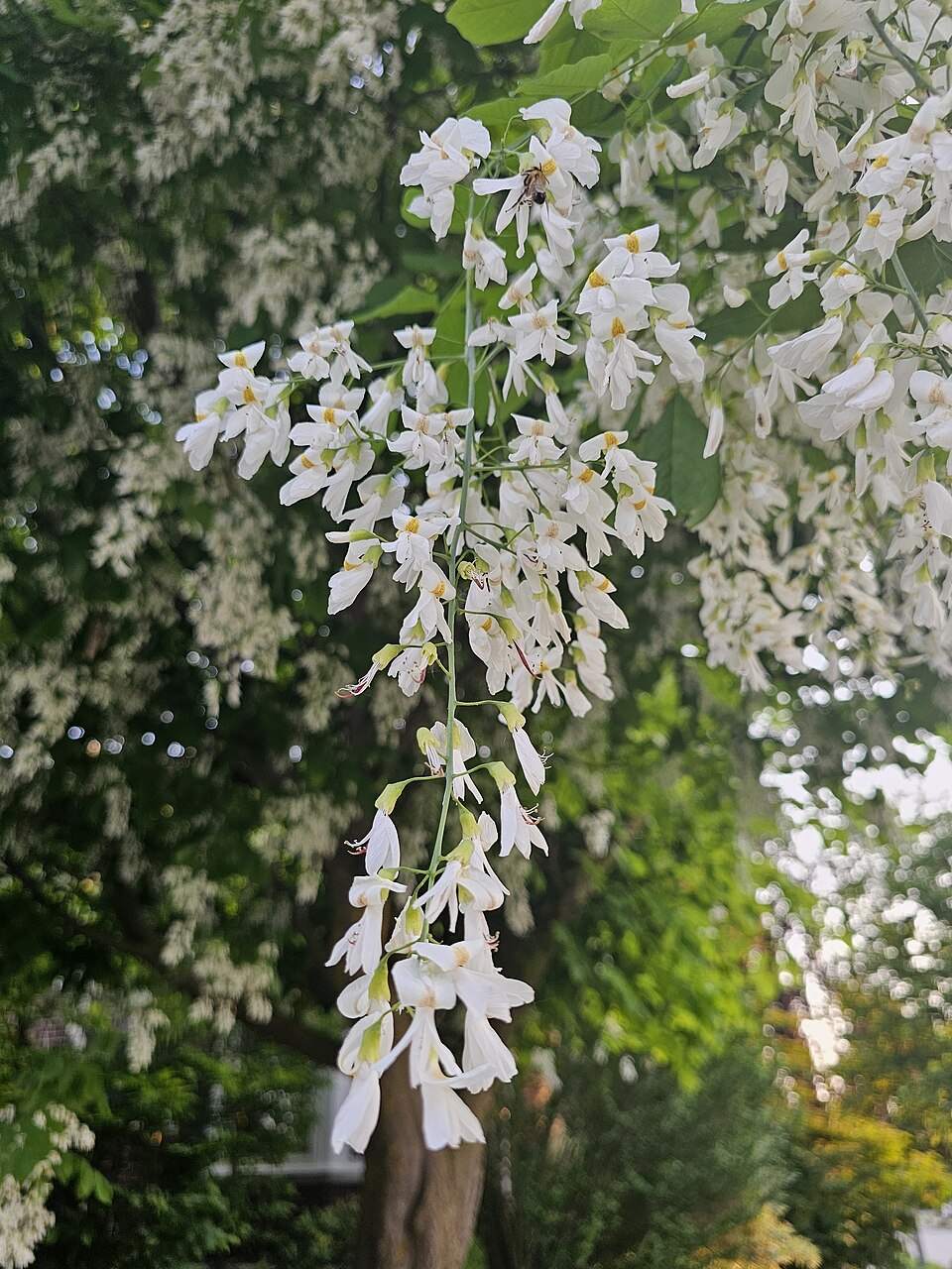 Yellowwood (Cladrastis kentuckea) showing drooping clusters of fragrant white pea-like flowers