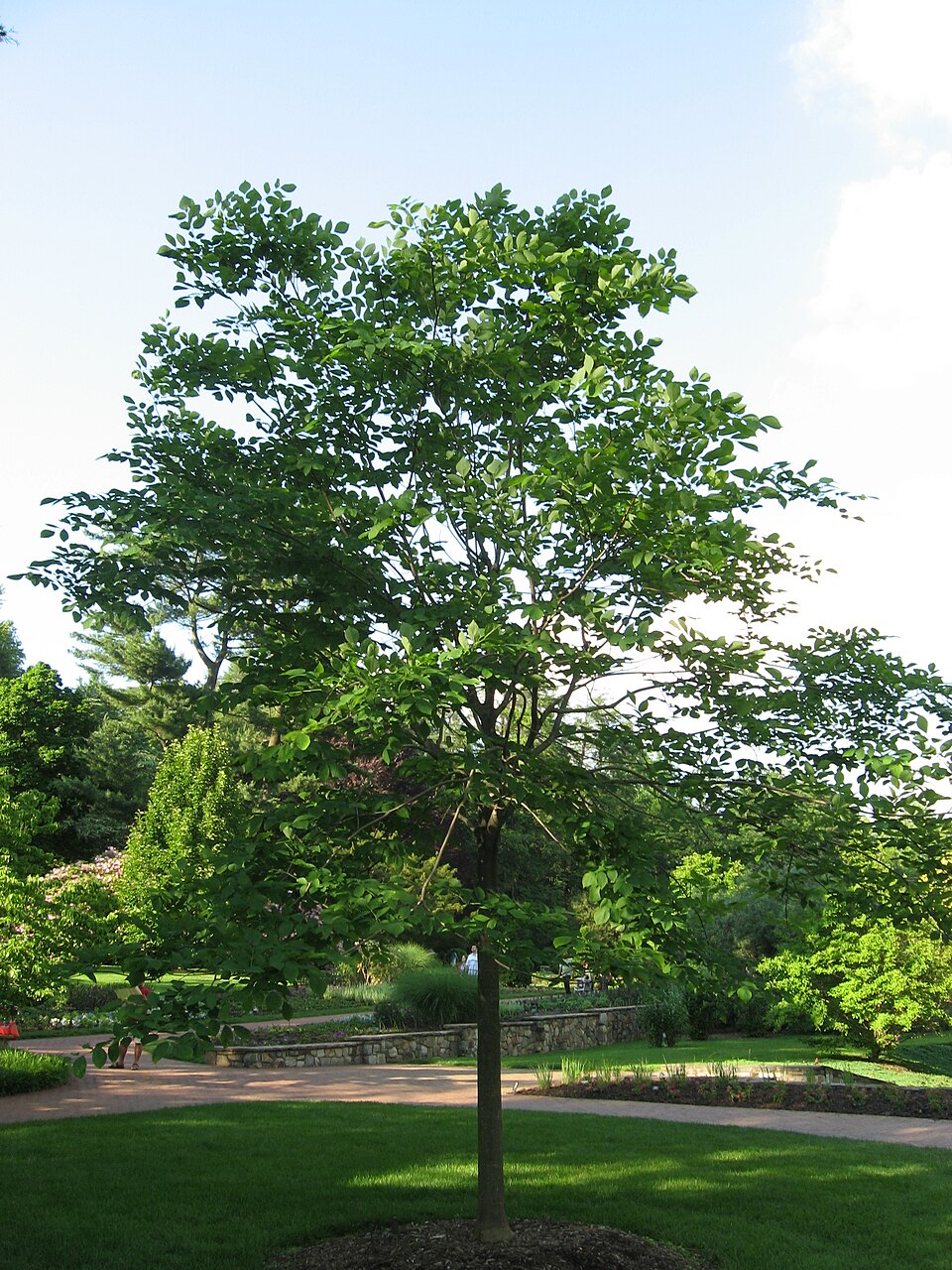 Yellowwood (Cladrastis kentuckea) full mature tree showing elegant rounded crown and smooth bark
