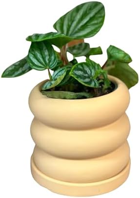 NY City Succulents Plant Pots with Drainage 4 Inch Diameter Home Decor Indoor Ceramic Planters with 