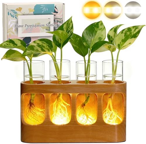 Top 5 Best Plant Propagation Stations for Beginners in 2026 - PlantNative.org Plant Propagation Station with Wood Stand, Glass Terrarium for Hydroponics Live Plants Christmas Gif
