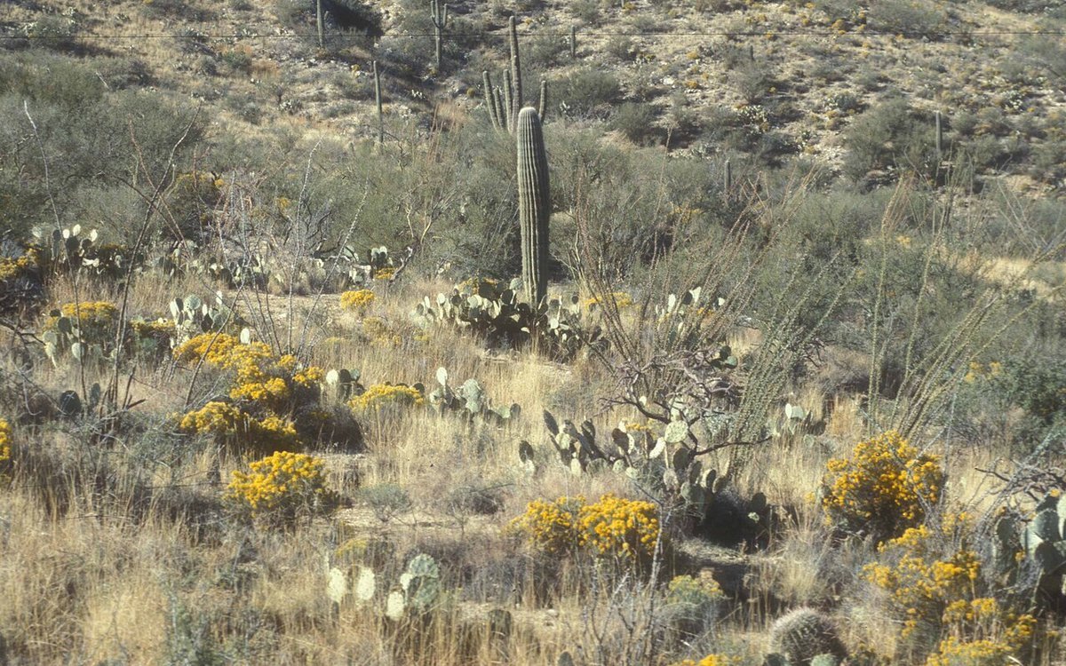 Native Plant Nurseries – Alabama, Alaska, Arizona, Arkansas