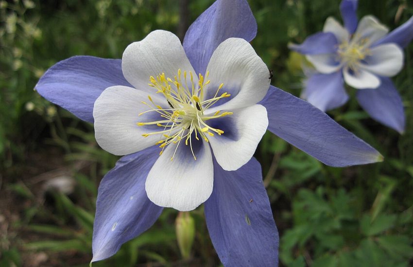 Colorado Blue Columbine (Aquilegia caerulea) - state flower of Colorado
