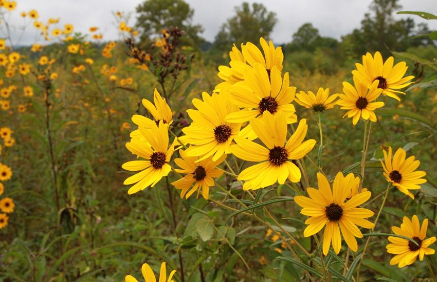 Native wildflower meadow in the eastern United States