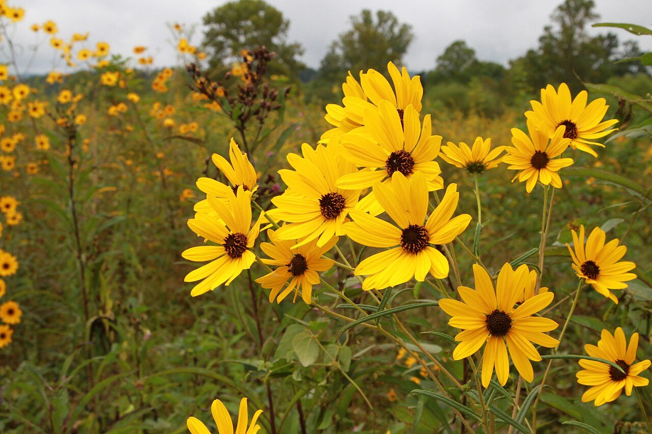 Native Plant Nurseries – Kentucky, Louisiana, Maine, Maryland, Massachusetts, Michigan, Minnesota, Mississippi, Missouri, Montana
