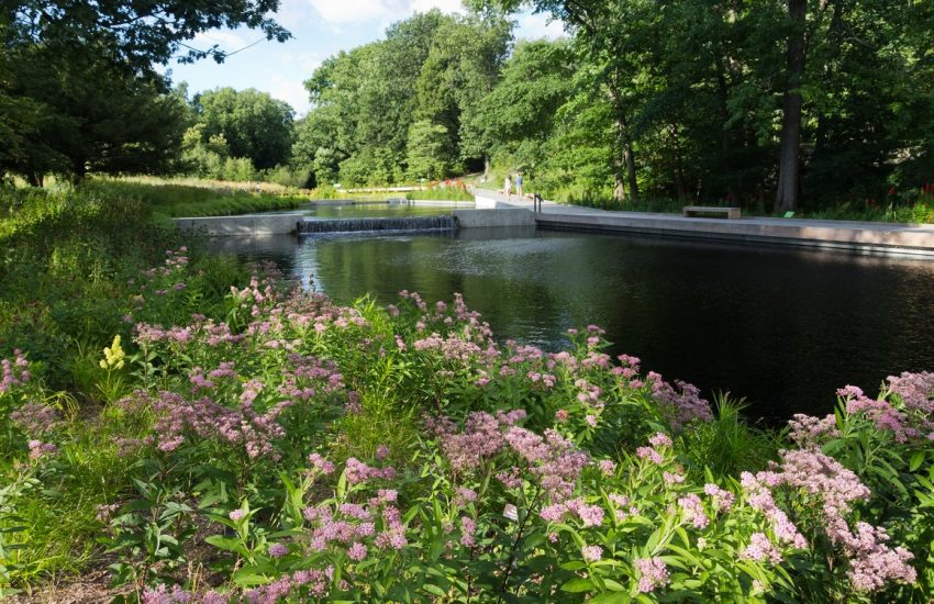 New York Botanical Garden native plant garden in summer