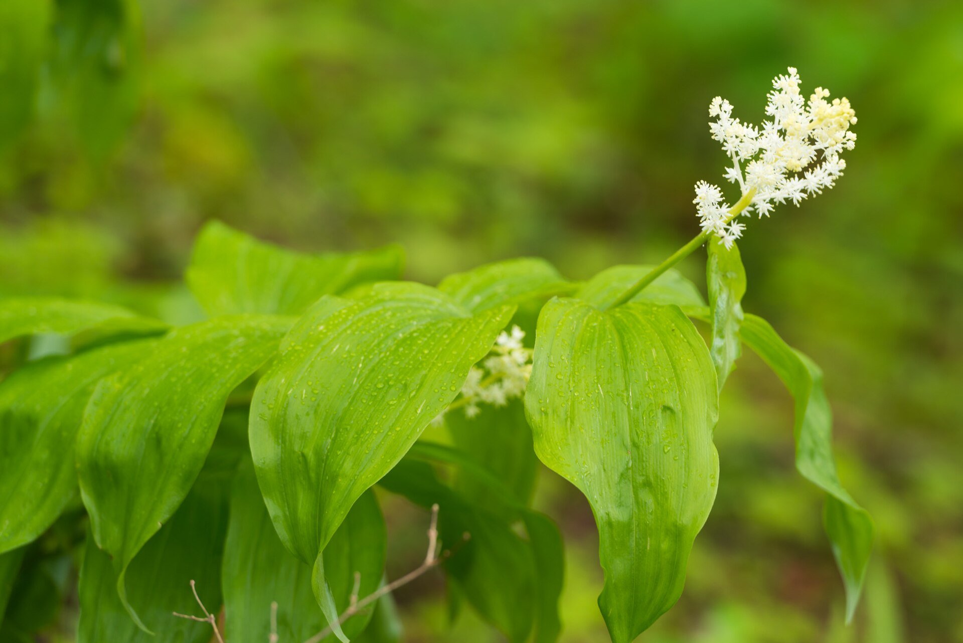 Native Plant Nurseries – Oregon