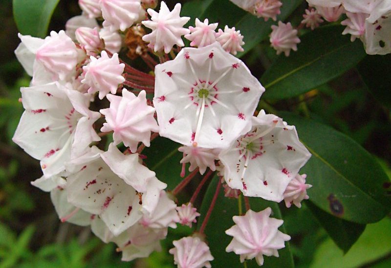 Mountain Laurel (Kalmia latifolia) blooming in the Appalachian Mountains