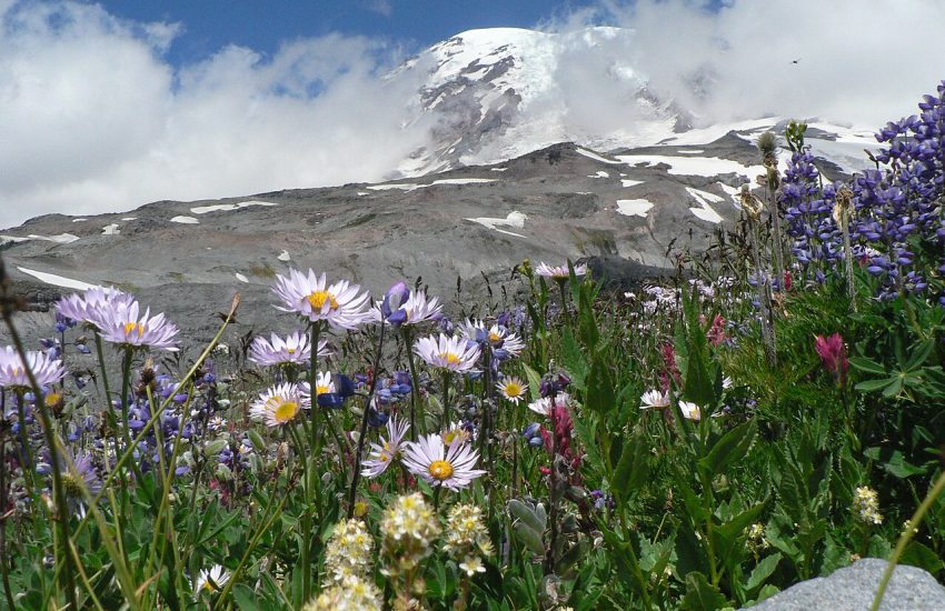 Alpine wildflower meadow at Mount Rainier, Washington