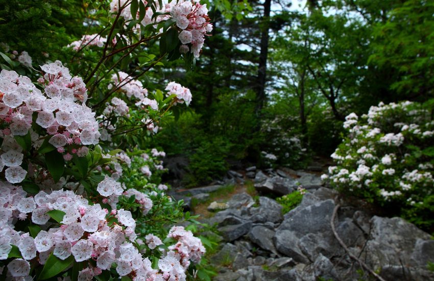 Native wildflower meadow in the West Virginia Appalachian Mountains