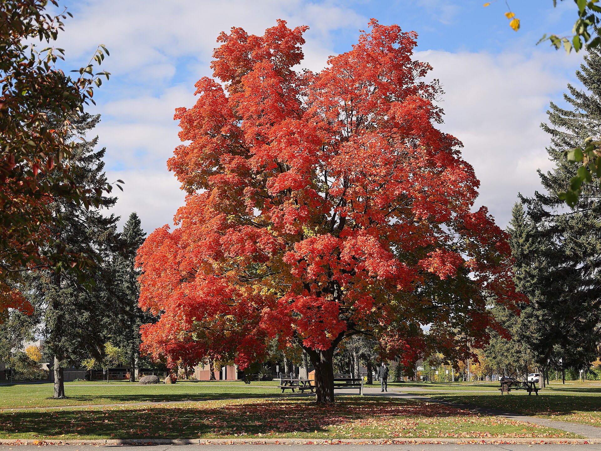 Sugar Maple (Acer saccharum)