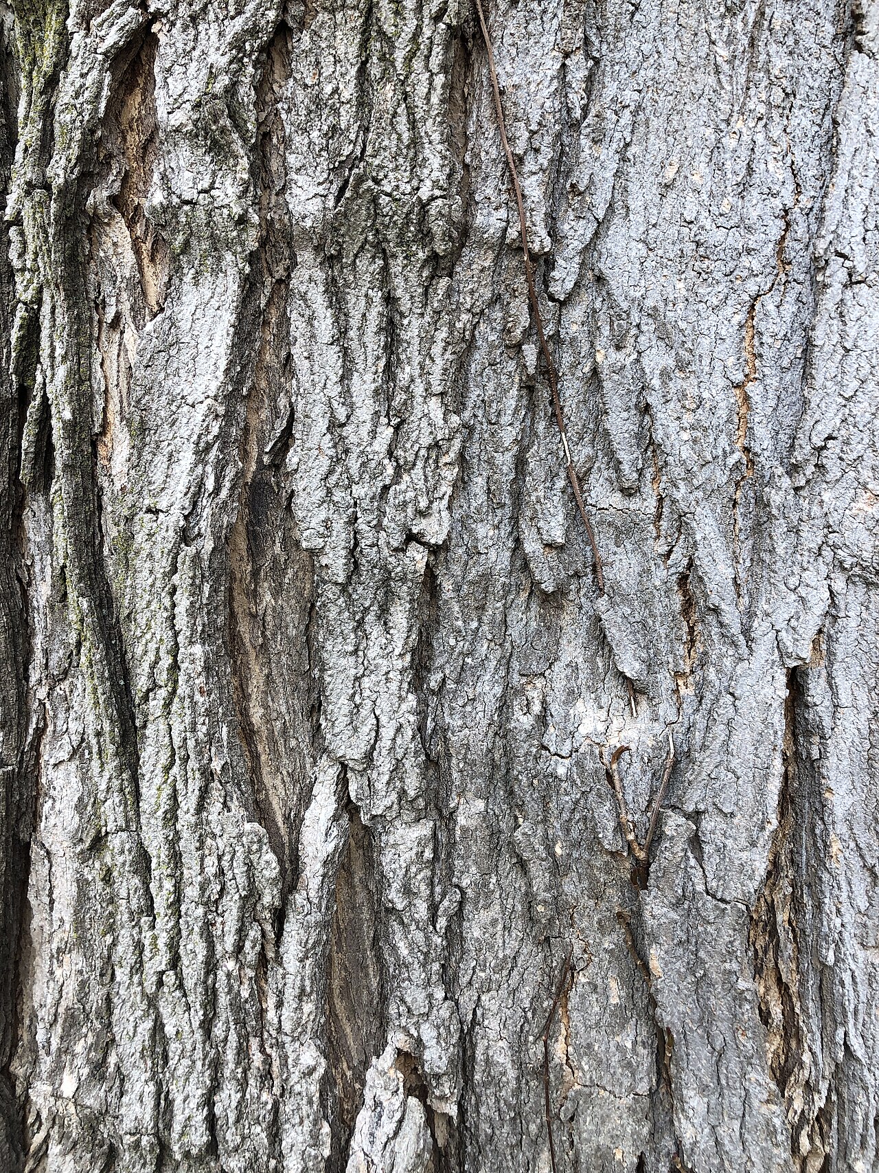 Sugar Maple (Acer saccharum) - PlantNative.org Gray, deeply furrowed bark of a mature Sugar Maple (Acer saccharum) with long, irregular vertical plates that curl away from the trunk