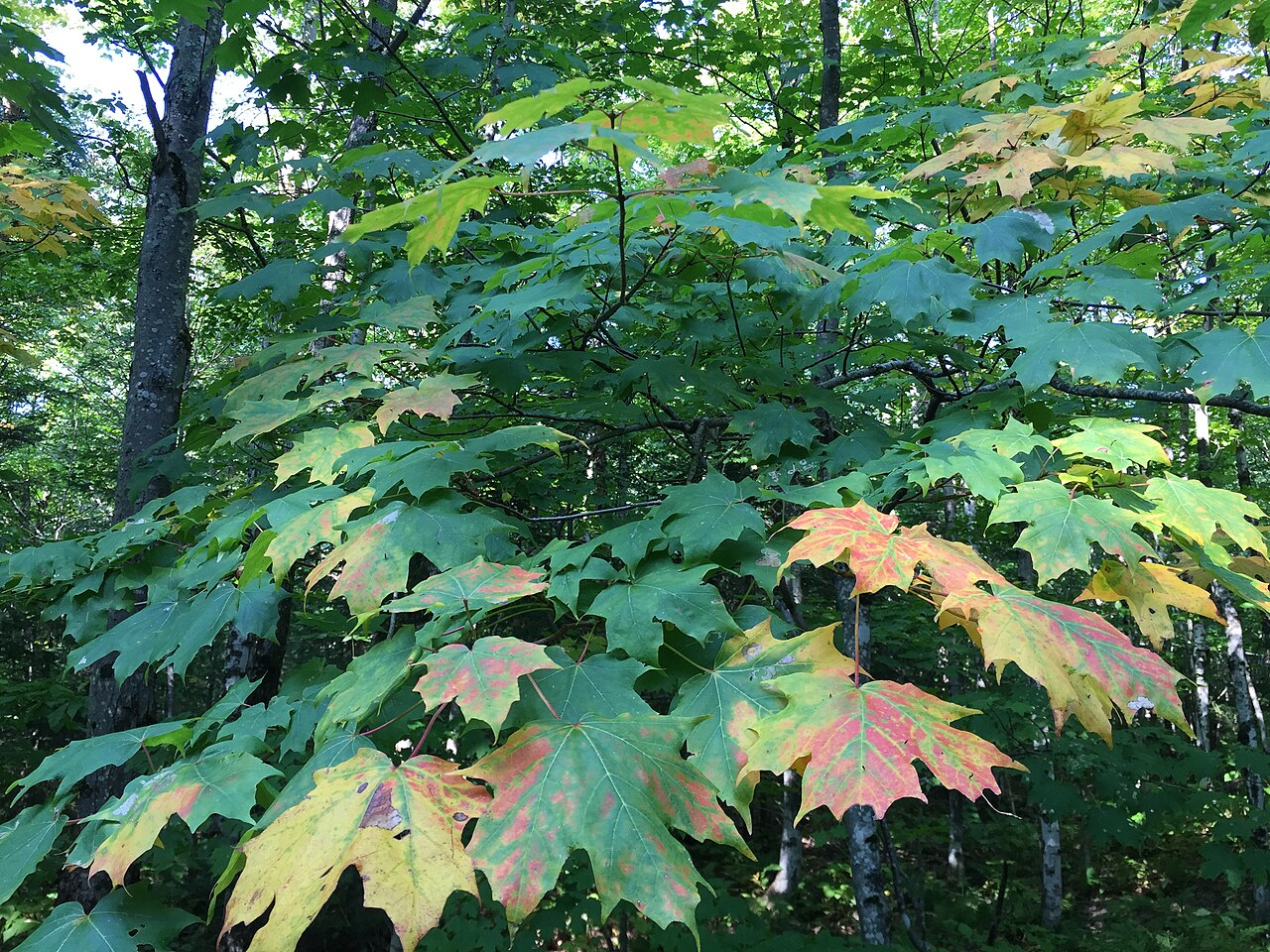 Sugar Maple (Acer saccharum) - PlantNative.org Five-lobed Sugar Maple (Acer saccharum) leaves with smooth U-shaped sinuses beginning to turn orange and red in early autumn in a Vermont forest