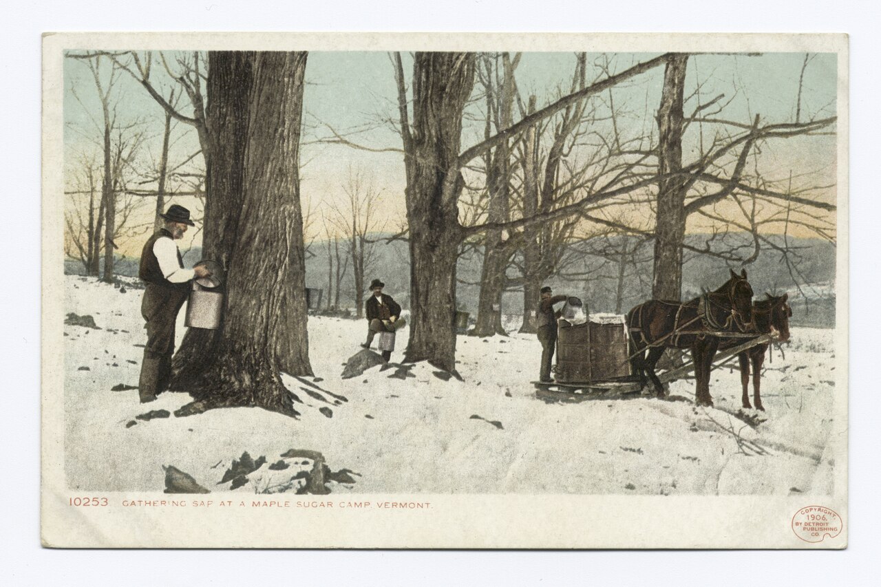 Sugar Maple (Acer saccharum) - PlantNative.org 1906 hand-colored postcard of men emptying sap buckets from large Sugar Maple trunks into a horse-drawn gathering tank in a snowy Vermont sugarbush
