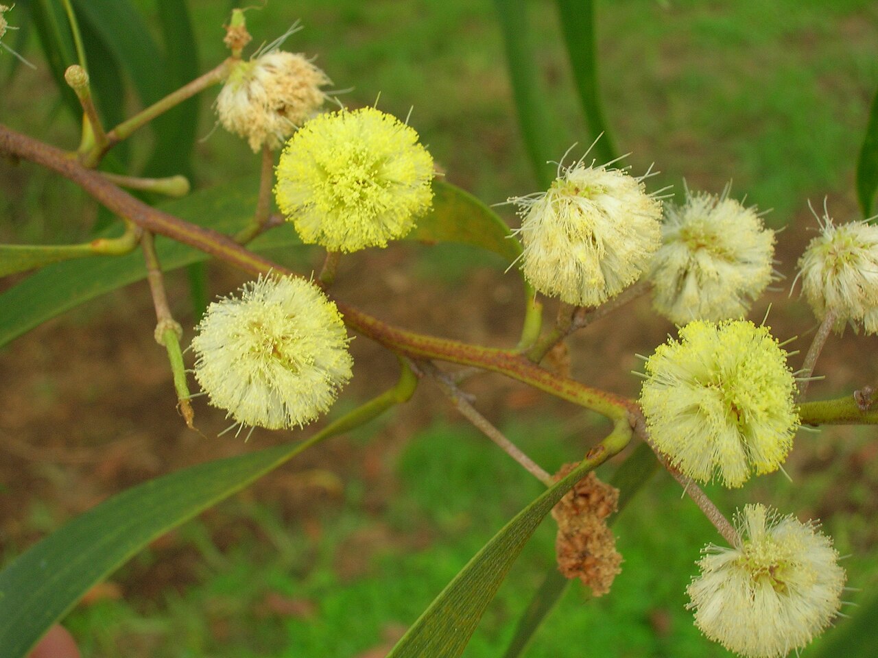Koa (Acacia koa) - PlantNative.org Cream-colored koa flower heads and curved phyllodes