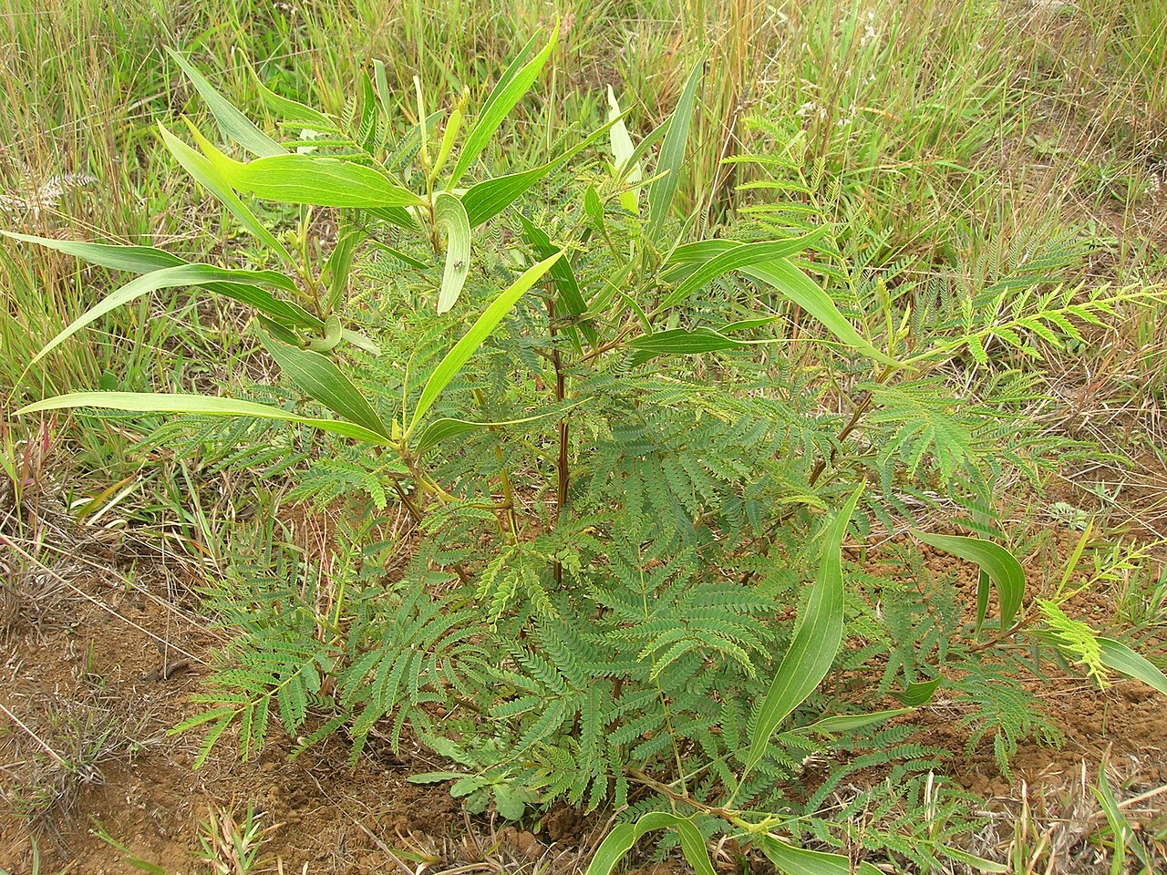 Koa (Acacia koa) - PlantNative.org Young koa showing featherlike juvenile leaves and mature phyllodes