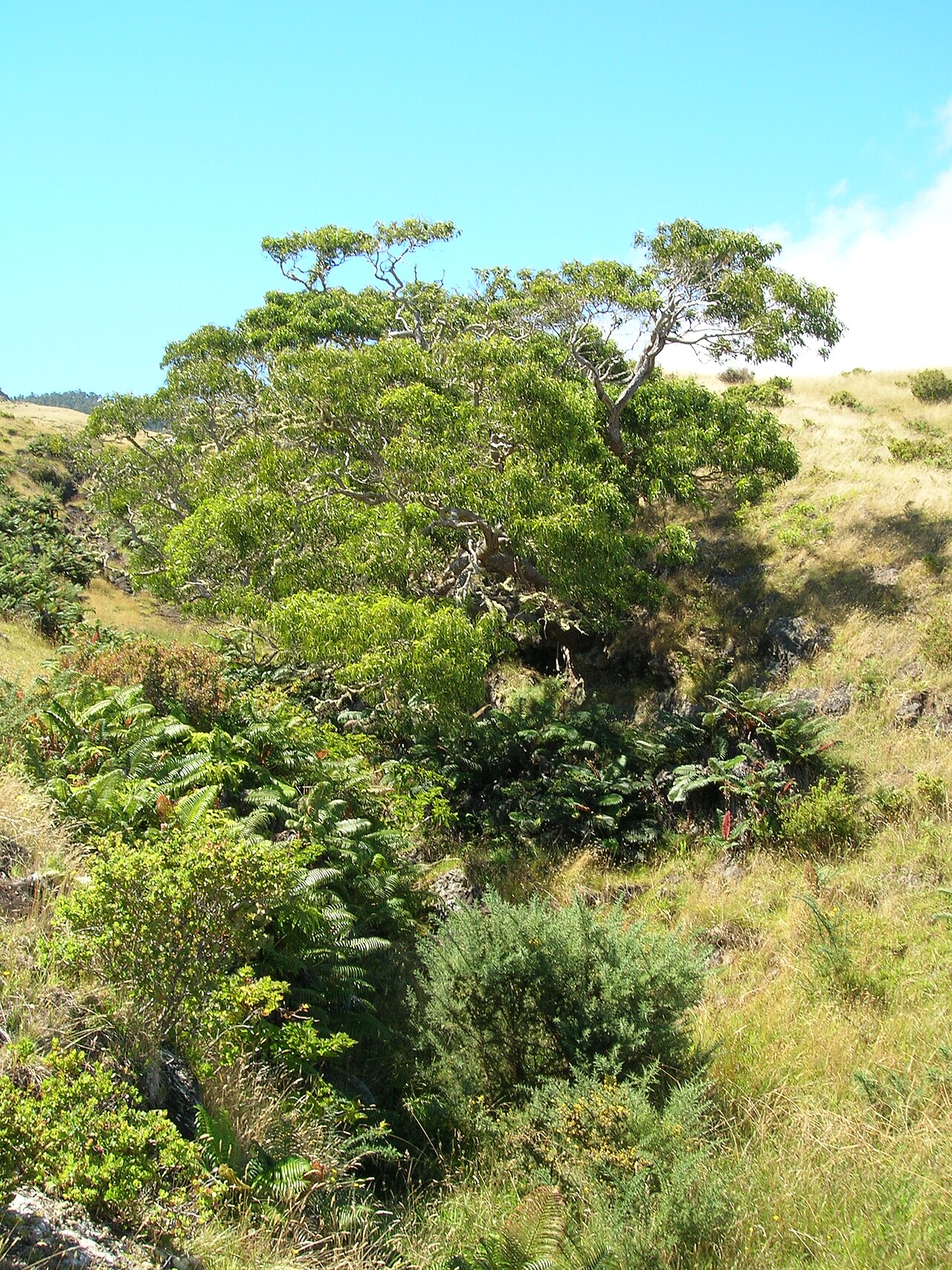 Koa (Acacia koa) - PlantNative.org Koa tree with its spreading green canopy on Maui