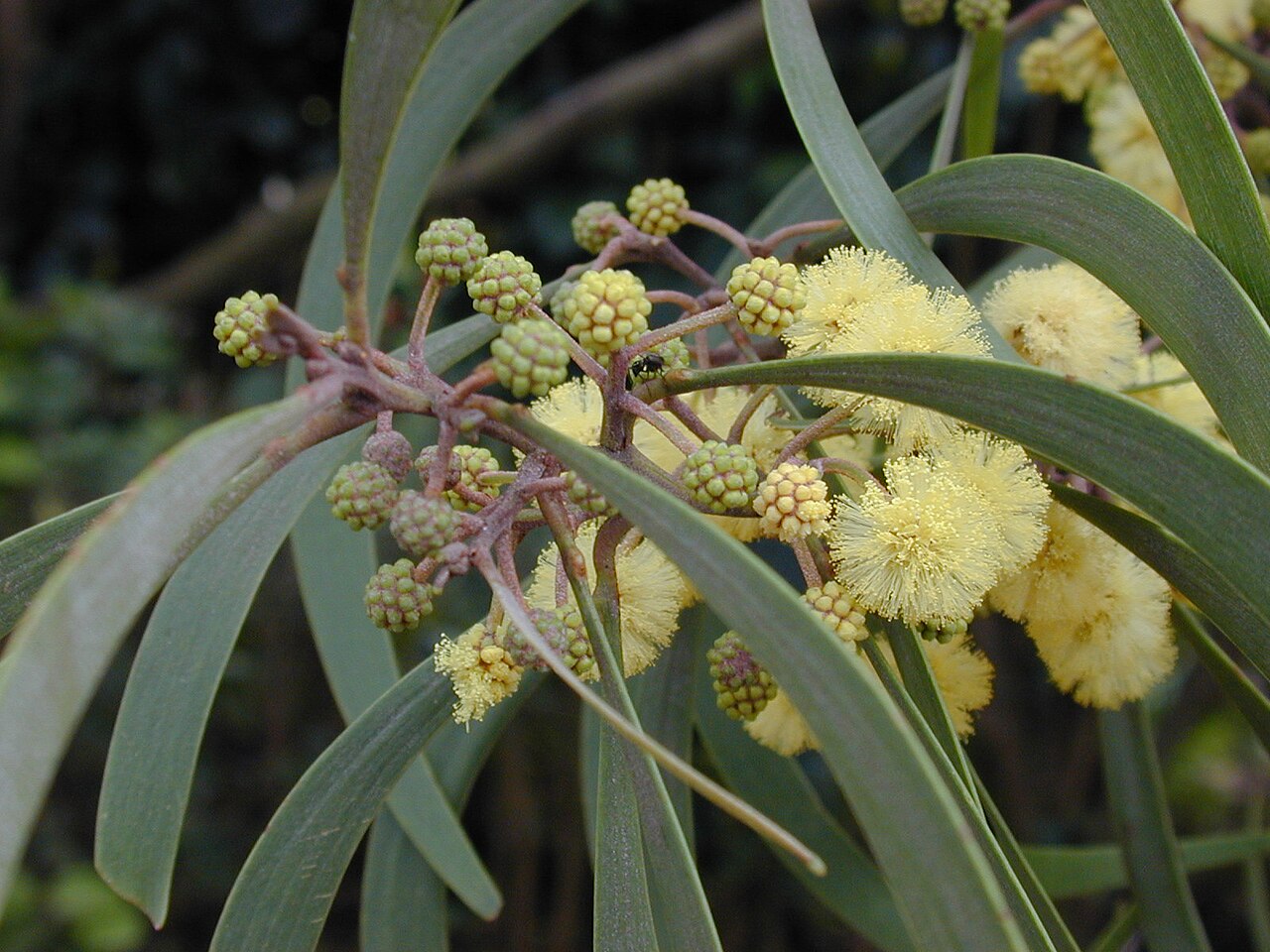 Koaiʻa (Acacia koaia) - PlantNative.org Pale yellow koaiʻa flower heads among narrow phyllodes